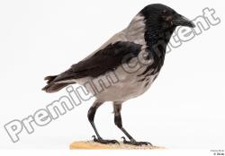 Whole Body Bird Animal photo references